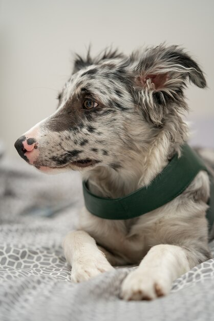 Perro Cachorro Border Collie Merle