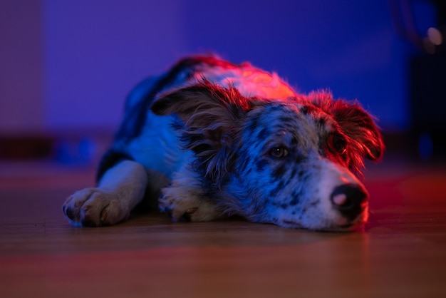 Perro Cachorro Border Collie Merle