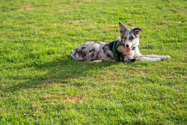 Perro Cachorro Border Collie Merle