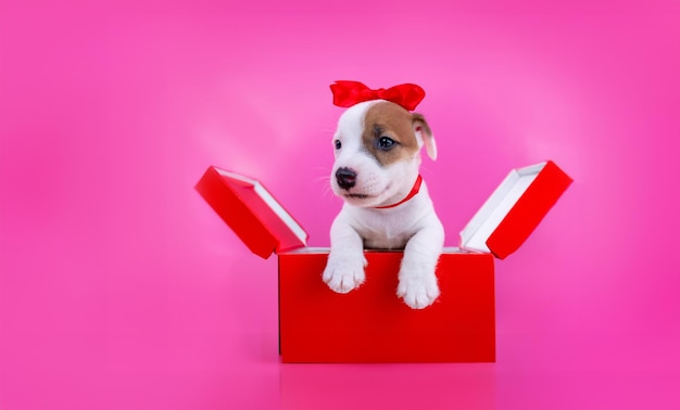 Foto perro cachorro en caja de regalo con arco como regalo en fondo aislado rosado