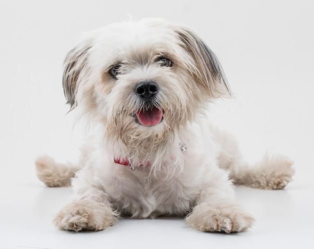 Perro cachorro canino maltés sobre fondo blanco