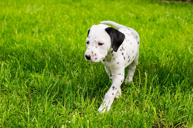 perro cachorro dálmata jugando al aire libre en verano