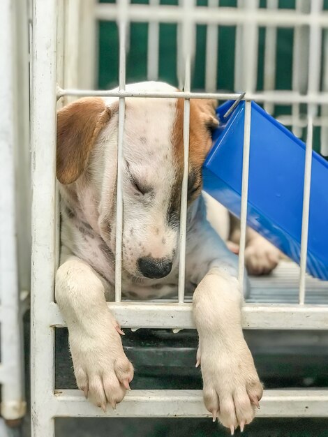 perro cachorro dormir en caso