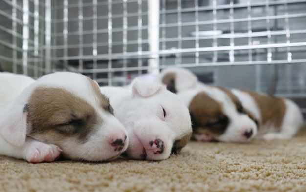 Perro cachorro durmiendo en una jaula como niños recién nacidos