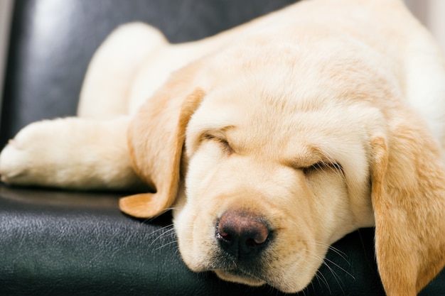 Perro cachorro durmiendo