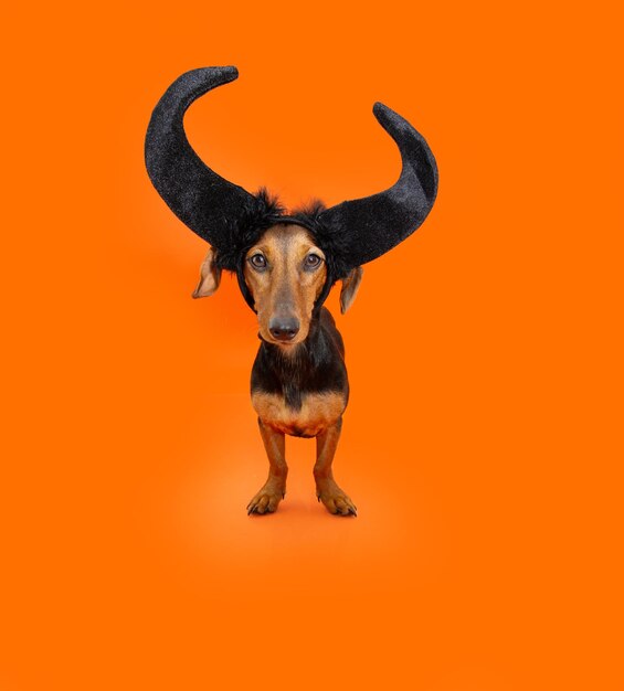 Perro cachorro halloween Dachshund con cuernos negros aislados sobre fondo naranja