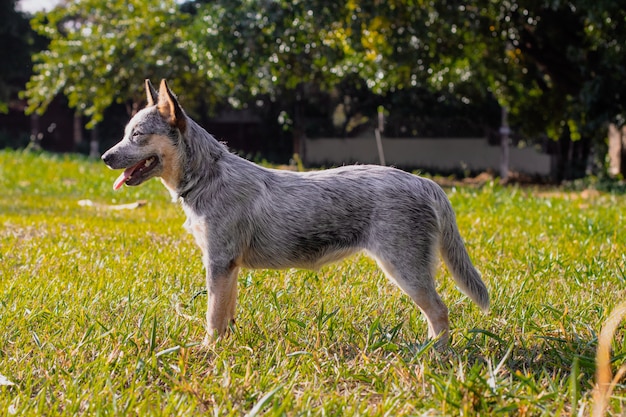 Perro cachorro Heeler Kennel rústico en un parque