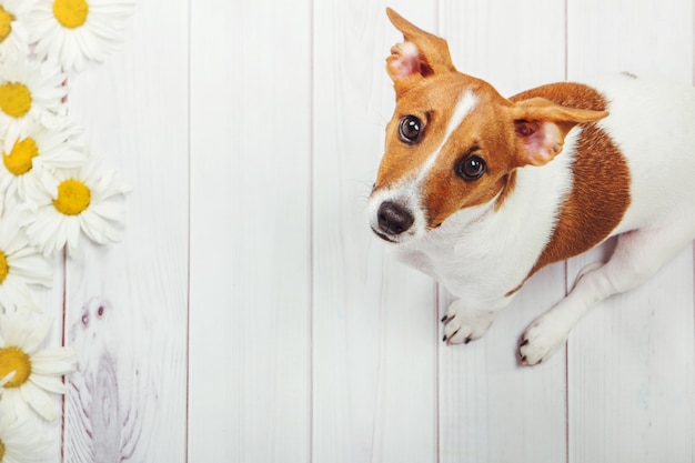 Perro cachorro en madera clara