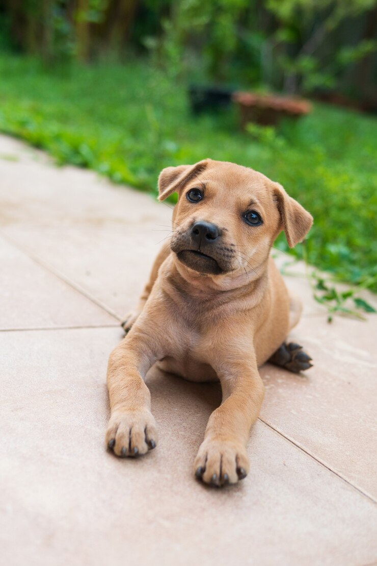 Foto perro cachorro marrón marrón soñoliento está tendido en el suelo como vacaciones y concepto perezoso