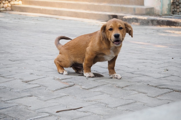 Un perro cachorro orinar en el suelo en su casa.