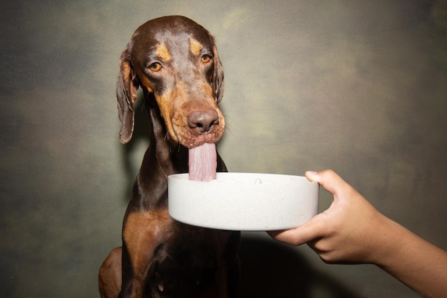 Foto perro cachorro puntero comiendo con una lengua grande junto a un cuenco de bambú aislado sobre fondo verde