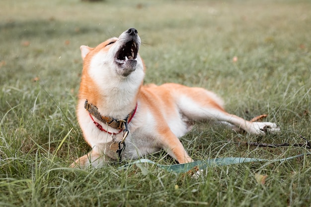 Perro cachorro rojo shiba inu de pie al aire libre