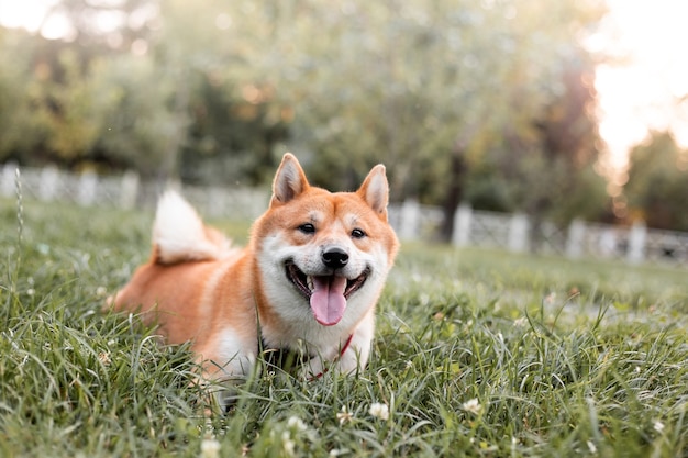 Perro cachorro rojo shiba inu de pie al aire libre