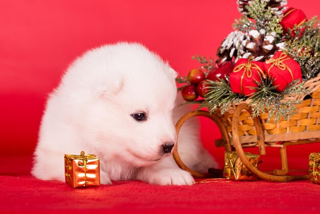 Perro cachorro samoyed de Navidad en el fondo rojo de Navidad Feliz Navidad