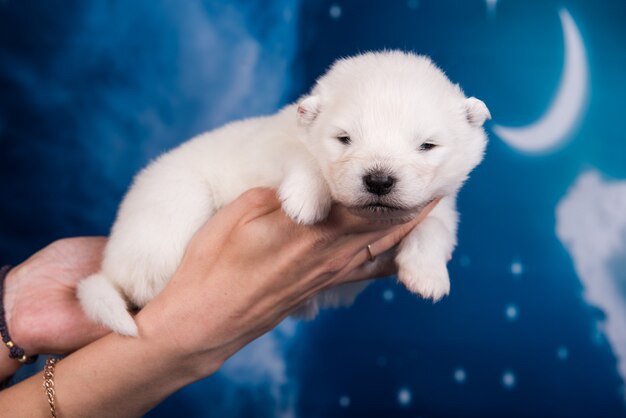Perro cachorro samoyedo pequeño esponjoso blanco en las manos