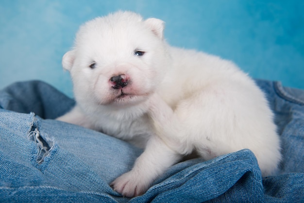 Perro cachorro samoyedo pequeño esponjoso blanco sobre fondo de jeans azul