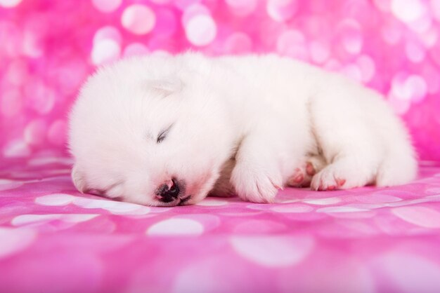 Perro cachorro samoyedo pequeño esponjoso blanco sobre fondo rosa