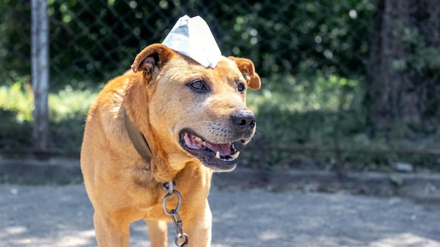 Un perro en una cadena con una gorra de papel en la cabeza Animales divertidos