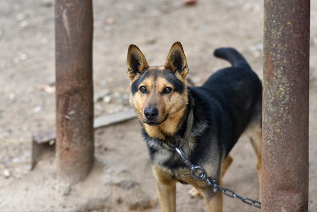 Un perro con una cadena de hierro guarda una granja.