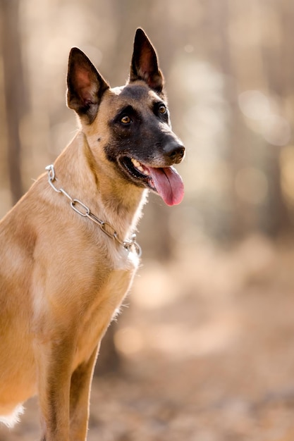 Perro con calabaza en otoño. perro de Halloween. Perro pastor belga malinois. Cosecha. Día de Gracias