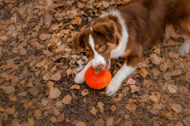 Perro con calabaza en otoño. perro de Halloween. Perro pastor belga malinois. Cosecha. Día de Gracias