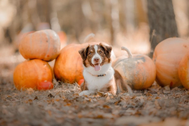 Perro con calabazas en el bosque. La raza de perro Pastor Americano Miniatura. Halloween y acción de gracias