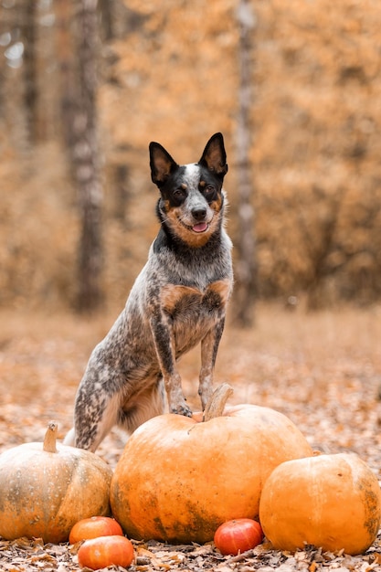 Perro con calabazas. vacaciones de Halloween. Pastor Ganadero Australiano Perro con calabaza. Cosecha. Acción de gracias