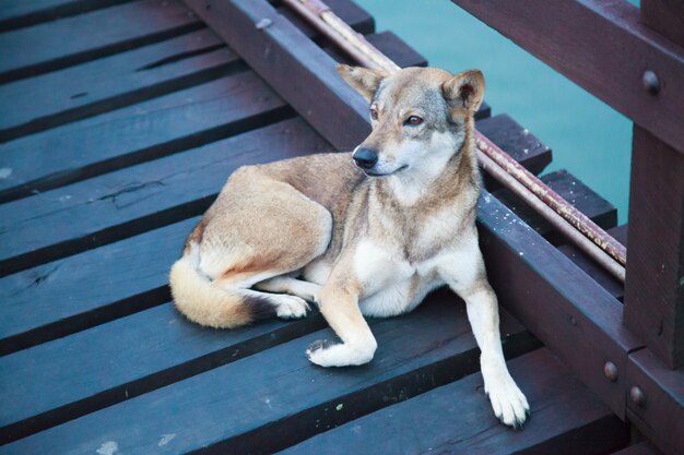 Perro de la calle del color blanco marrón de la raza mezclada perdida que miente en el puente de madera sobre fondo del agua