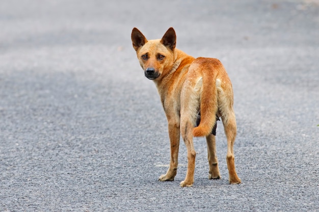 Perro de la calle marrón en Tailandia