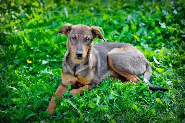 Perro callejero 226226 en el parque en la hierba Ucrania