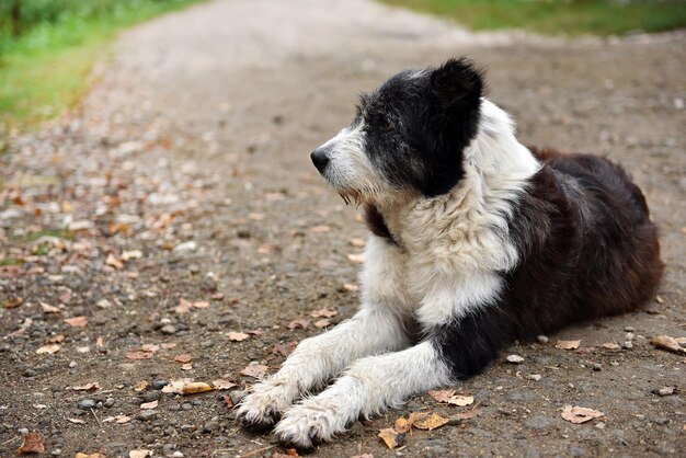 Perro callejero abandonado en la calle