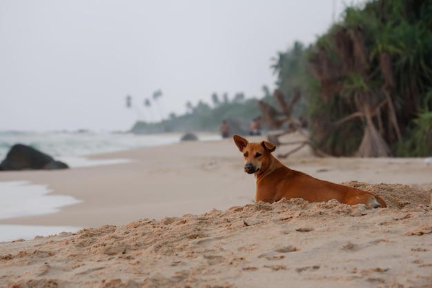 Un perro callejero se acuesta en la arena de una playa y mira la cámara en Sri Lanka