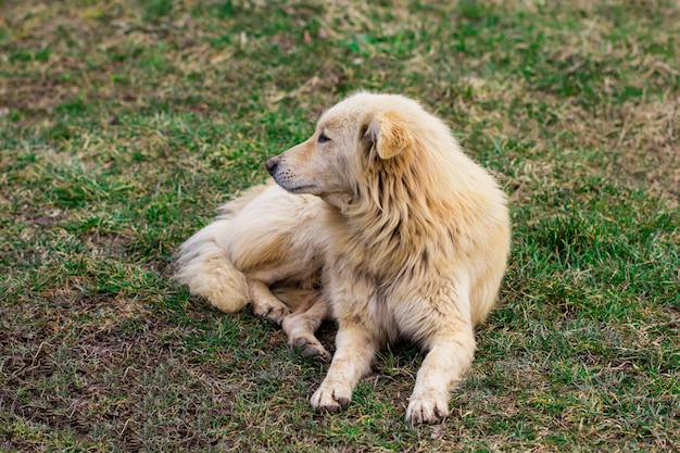 Perro callejero blanco se encuentra en la hierba verde