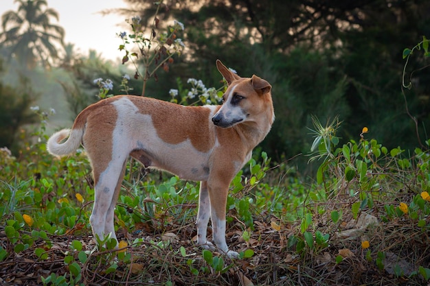 Un perro callejero en busca de comida en la costa de GOA India