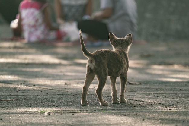 Un perro callejero caminaba por el jardín.