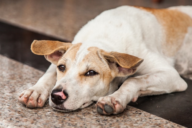 Perro callejero de cerca