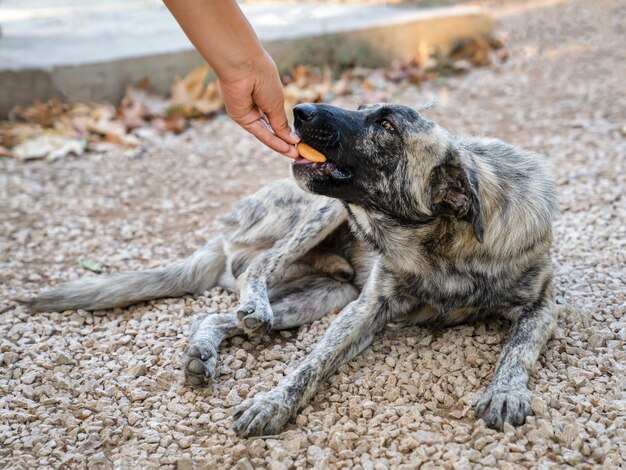 Perro callejero de color gris y blanco yace en el suelo y toma comida de las manos de la persona.