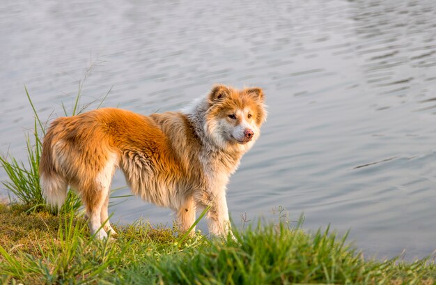 perro callejero comer pescado en hierba gren.Caza de animales para el concepto de supervivencia