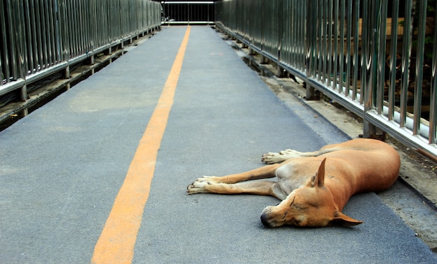 perro callejero dormir en el suelo