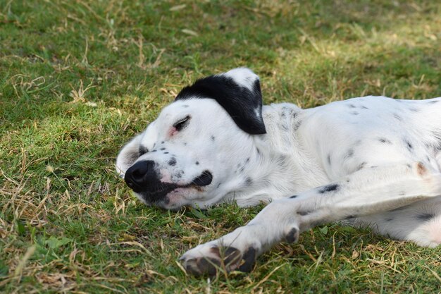 Un perro callejero duerme despreocupado en el césped exterior. perro grande descansando en el césped en verano