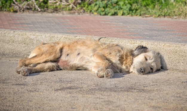 Perro callejero durmiendo en la calle