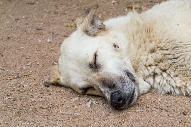 Perro callejero durmiendo en el suelo en un parque