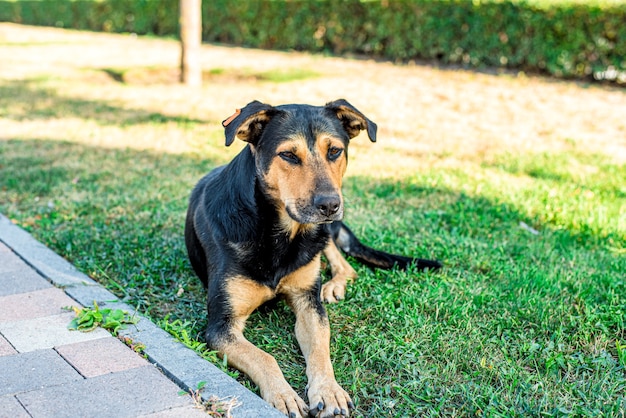 Perro callejero se encuentra en el césped de la ciudad. Perro triste