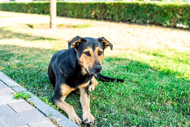 Perro callejero se encuentra en el césped de la ciudad. Perro triste