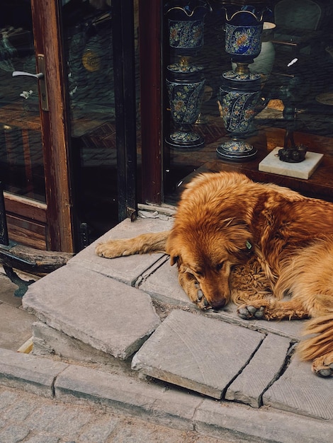 Un perro callejero se encuentra junto a una tienda de souvenirs en la parte histórica de la ciudad.