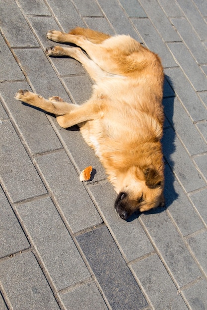 Perro callejero está en la calle como concepto solitario