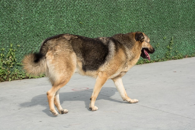 El perro callejero está en la calle como un concepto solitario