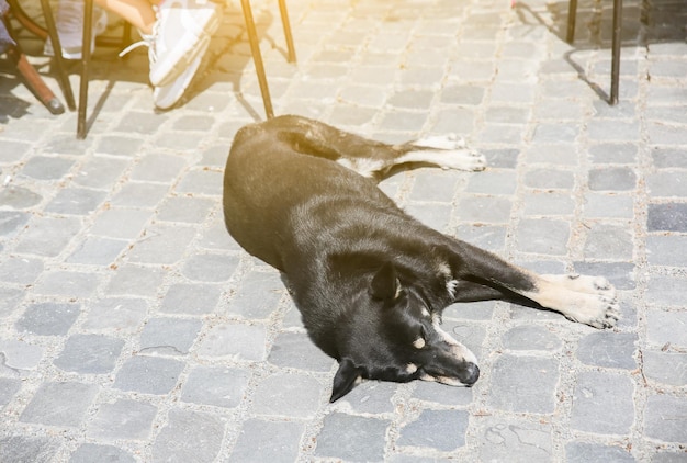 Perro callejero está durmiendo al sol Problema de animales sin hogar en la ciudad