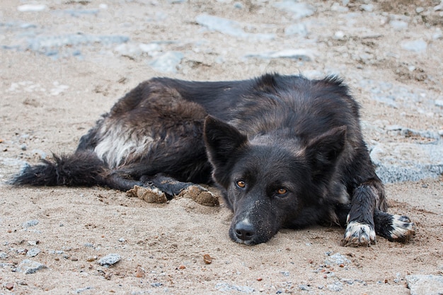 Perro callejero sin hogar abandonado en la calle Triste perro solitario en la carretera local