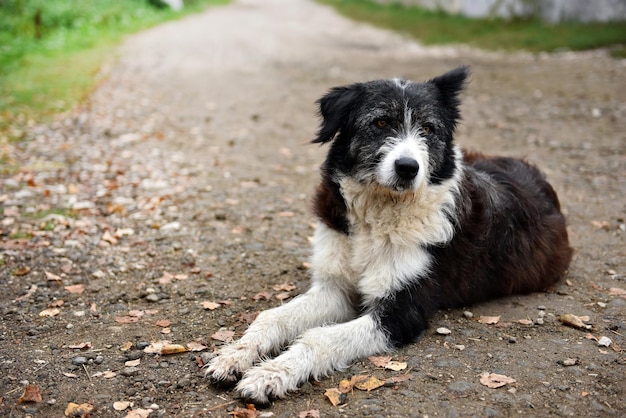 Foto perro callejero sin hogar abandonado en la calle